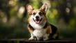 © Matthew - This Corgi exudes happiness with a bright smile, perfectly posed in a magical forest scene with a bokeh background