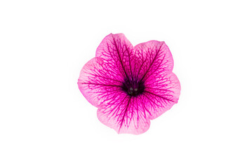 Wall Mural - Pink petunia flowers isolated on a white background.