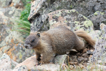 Wall Mural - marmot high up in the san juan mountains, durango, co