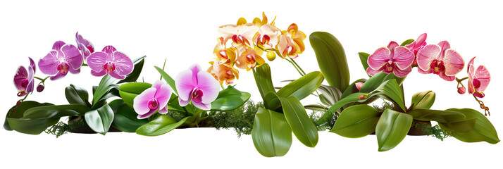 Wall Mural - set of displays of orchids with ti plant leaves, isolated on transparent background