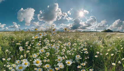 Poster - Wide-angle shot of a meadow filled with daisies under a blue sky and the sun casting a warm glow