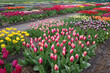 Flower bulb garden with tulips in Julianadorp, the Netherlands