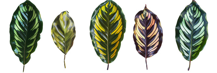 set of Calathea leaves with unique striped patterns, isolated on transparent background