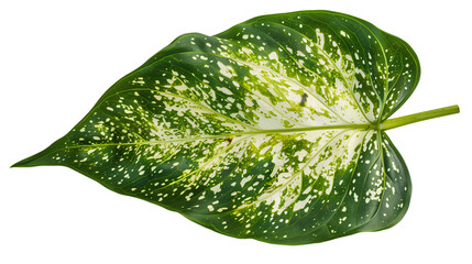 Wall Mural - A delicate Dieffenbachia leaf with its speckled pattern, isolated on transparent background