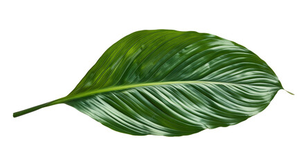 Wall Mural - A Spathiphyllum leaf with prominent veins, isolated on transparent background