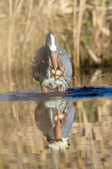 Sticker -  great blue heron (Ardea herodias) fishing