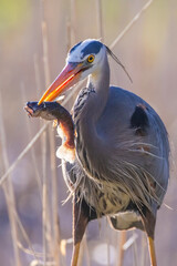 Sticker -  great blue heron (Ardea herodias) fishing