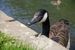 Canada goose at side of river feeding on grass. portrait head shot of migrating water bird 