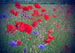 A popular floral combination: poppies and cornflowers.