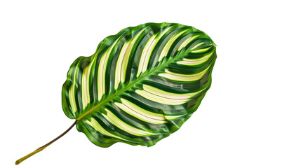 Wall Mural - A Calathea leaf with a unique striped pattern, isolated on transparent background