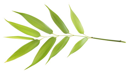 Wall Mural - A slender bamboo leaf in a minimalist style, isolated on transparent background