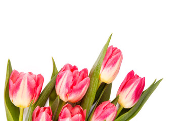 Wall Mural - Pink tulip flower isolated on white background