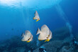 Big batfish in side position swim around coral reef photography in deep sea in scuba dive explore travel activity underwater with blue background landscape in Andaman Sea, Thailand