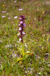 Floral Charm: Himantoglossum robertianum Orchid in a Natural Setting.