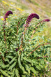 Purple crowwort - Lysimachia atropurpurea - is a species from the Primulaceae family.