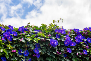 Canvas Print - Ipomoea purpurea (Purple morning glory) flower