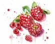 Raspberries, Rich in antioxidants and fibe, superfoods conception, watercolor illustrationr