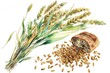 Rye, Rich in fiber and minerals, may aid weight management, watercolor illustration