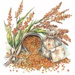 Sorghum, Rich in antioxidants and minerals, superfoods conception, watercolor illustration