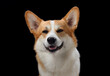 A joyful Pembroke Welsh Corgi grins broadly in a close-up against a stark black backdrop, radiating happiness. This dog cheerful demeanor and bright eyes