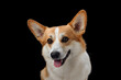 A joyful Pembroke Welsh Corgi grins broadly in a close-up against a stark black backdrop, radiating happiness. This dog cheerful demeanor and bright eyes