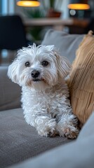 Poster - Pet on a couch in the living room.