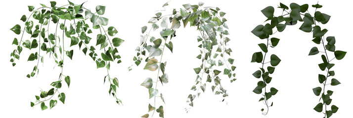 Wall Mural - set of creeper vines with silver foliage, adding a unique contrast to green gardens, isolated on transparent background