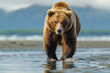 Brown bear walking through shallow waters with mountain backdrop