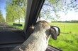 Dog looking through car window