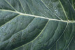 Background from one green cabbage leaf for publication, poster, calendar, post, screensaver, wallpaper, cover, website. High quality photography