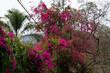 The beauty of nature Pink bougainvillea flowers