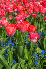 Wall Mural - Red tulip flowers