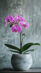 Wall Mural - Vibrant pink orchid in a gray concrete pot against a textured background