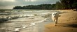 A Dog Enjoys A Leisurely Stroll Along The Tropical Beaches Of Ko Lanta, Thailand, Embracing The Serenity Of The Surroundings, Background