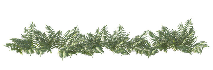 Canvas Print - Ferns and shrubs in an isolated