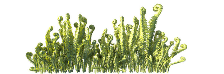 Poster - ostrich fern isolated 