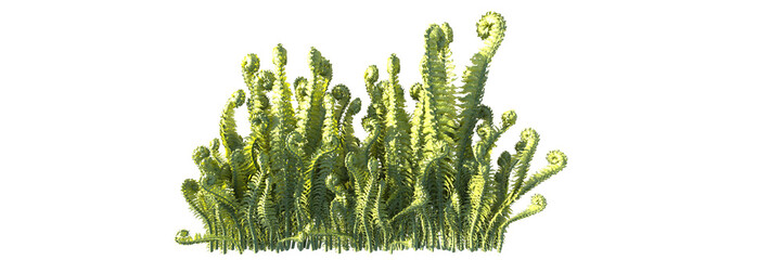 Poster - ostrich fern isolated 