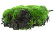 Green mossy hill on soil isolated on a white background.
