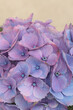 Blue, lilac, pink Hydrangeas flower bouquet. Selective soft focus. Macro nature background.