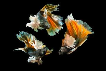 Wall Mural - Betta fish with its wonderful colors. Black background. Betta splendens.