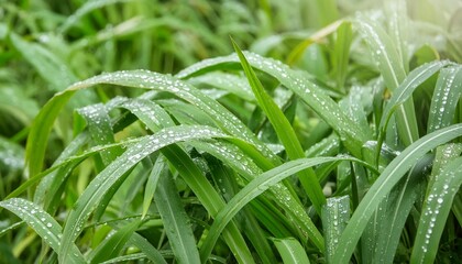 Sticker - close up of green grass with dew drops in the morning raindrop