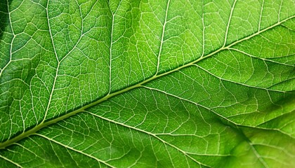 Sticker - vibrant green leaf texture in close up