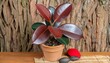 ficus elastica ruby the rubber tree plant botanical name ficus elasticam a hardy houseplant very easy to care for the plant is also known as indian rubber tree rubber fig and indian rubber bush