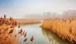 beautiful serene nature scene with river reeds fog and water