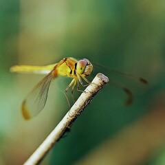 Wall Mural - Closeup photo of a alive Dragonfly macro 35mm close up film still photography natural light