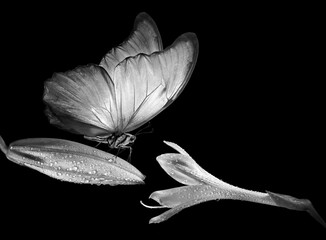Aufkleber - bright tropical morpho butterfly on lily flowers in dew drops isolated on black. black and white