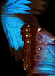 Wings of a butterfly Morpho and Ulysses