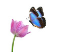 Fototapeta Motyle - blue tropical morpho butterfly on pink tulip flower in water drops isolated on white