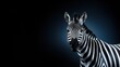 Stunning Portrait of a Zebra Against a Dark Blue Background for Dramatic Effect