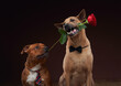 A Thai Ridgeback and a Staffordshire Bull Terrier dog in ties hold roses in their mouths, exuding elegance and playfulness. 